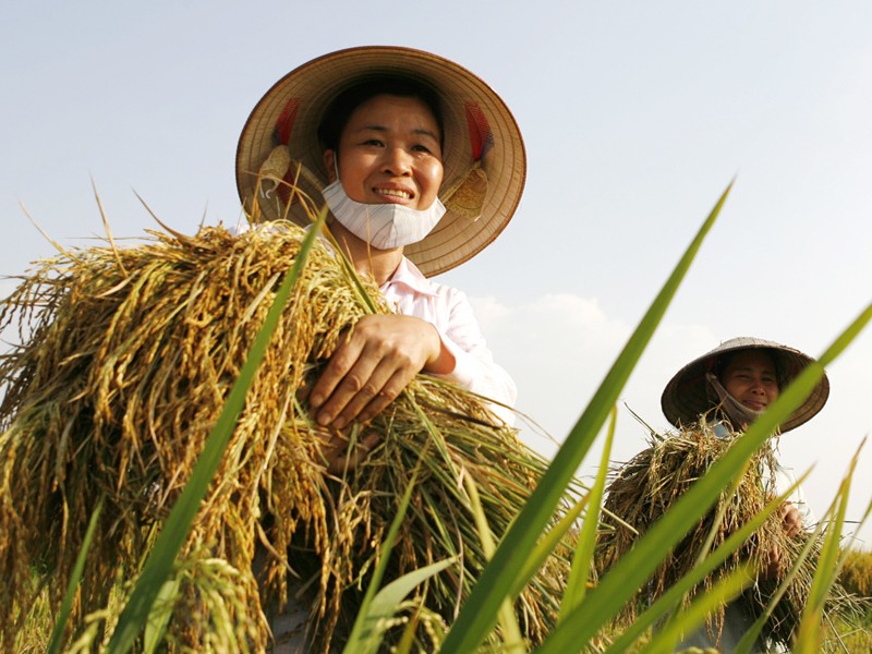 Giá Tiêu Leo Thang: Tin Vui Cho Nông Dân Việt Nam Giá Tiêu Leo Thang: Tin Vui Cho Nông Dân Việt Nam