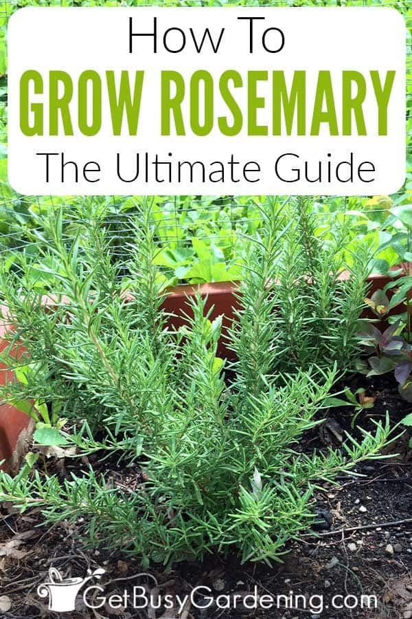 Growing Rosemary & Thyme: A Comprehensive Guide For Beginners Growing Rosemary & Thyme: A Comprehensive Guide For Beginners