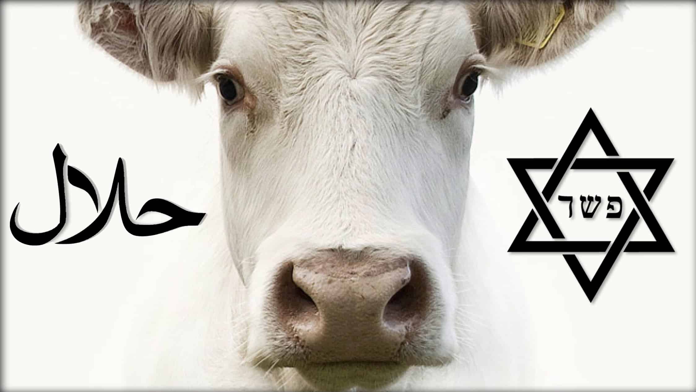 Halal Slaughter: A Vegan Perspective On Ethical Concerns Halal Slaughter: A Vegan Perspective On Ethical Concerns
