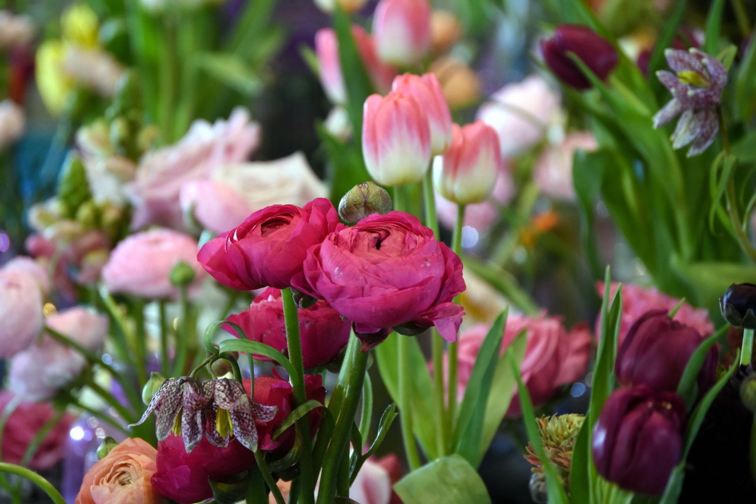 Harrogate Spring Flower Show 2025:  Expert Speakers Announced