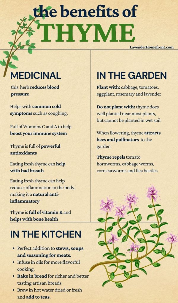 Harvesting And Preserving Rosemary & Thyme: Tips And Techniques Harvesting And Preserving Rosemary & Thyme: Tips And Techniques