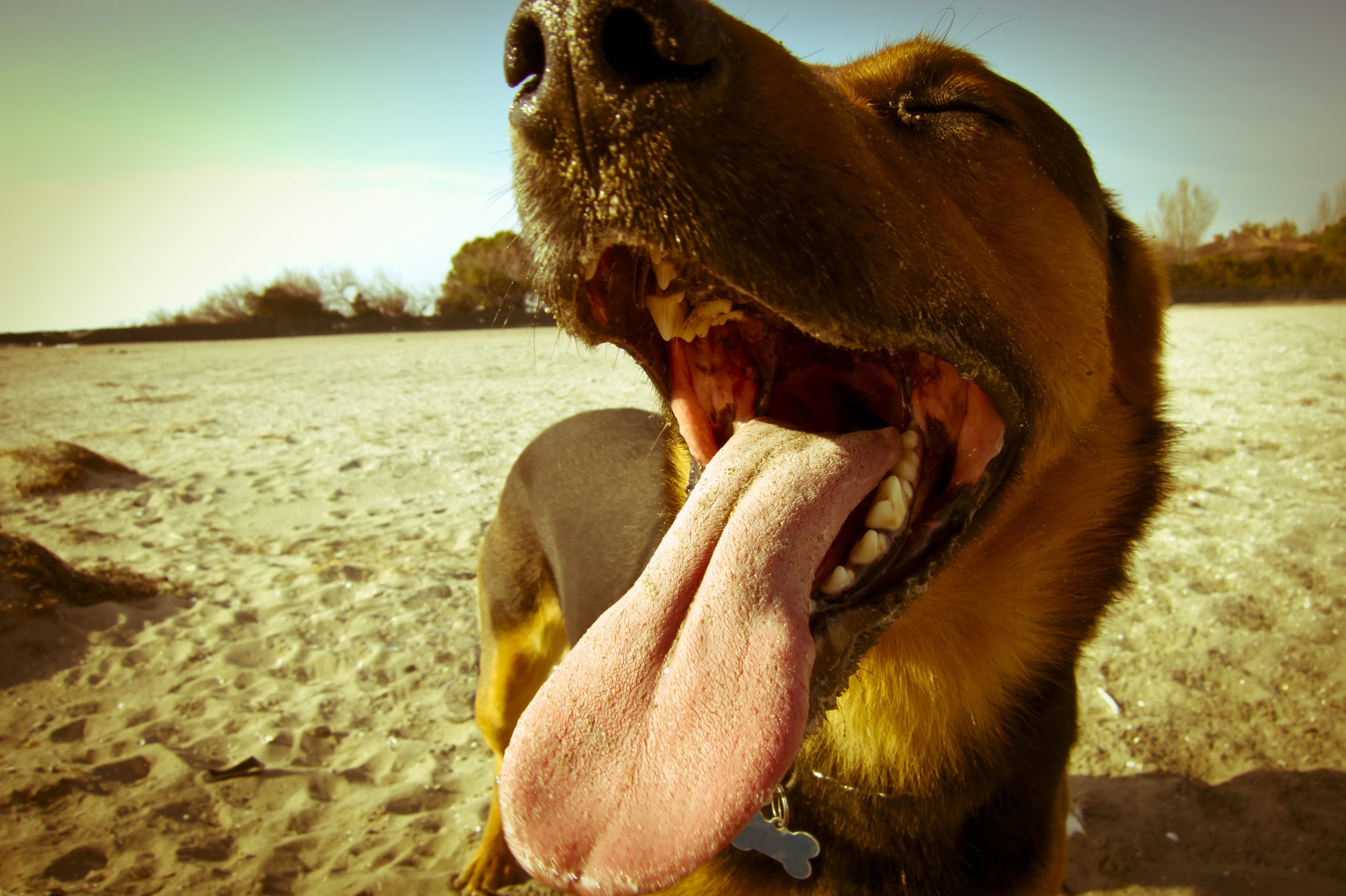 Heads Up For Tails And Uber Team Up For Convenient Pet Transportation In Delhi And Mumbai Heads Up For Tails And Uber Team Up For Convenient Pet Transportation In Delhi And Mumbai