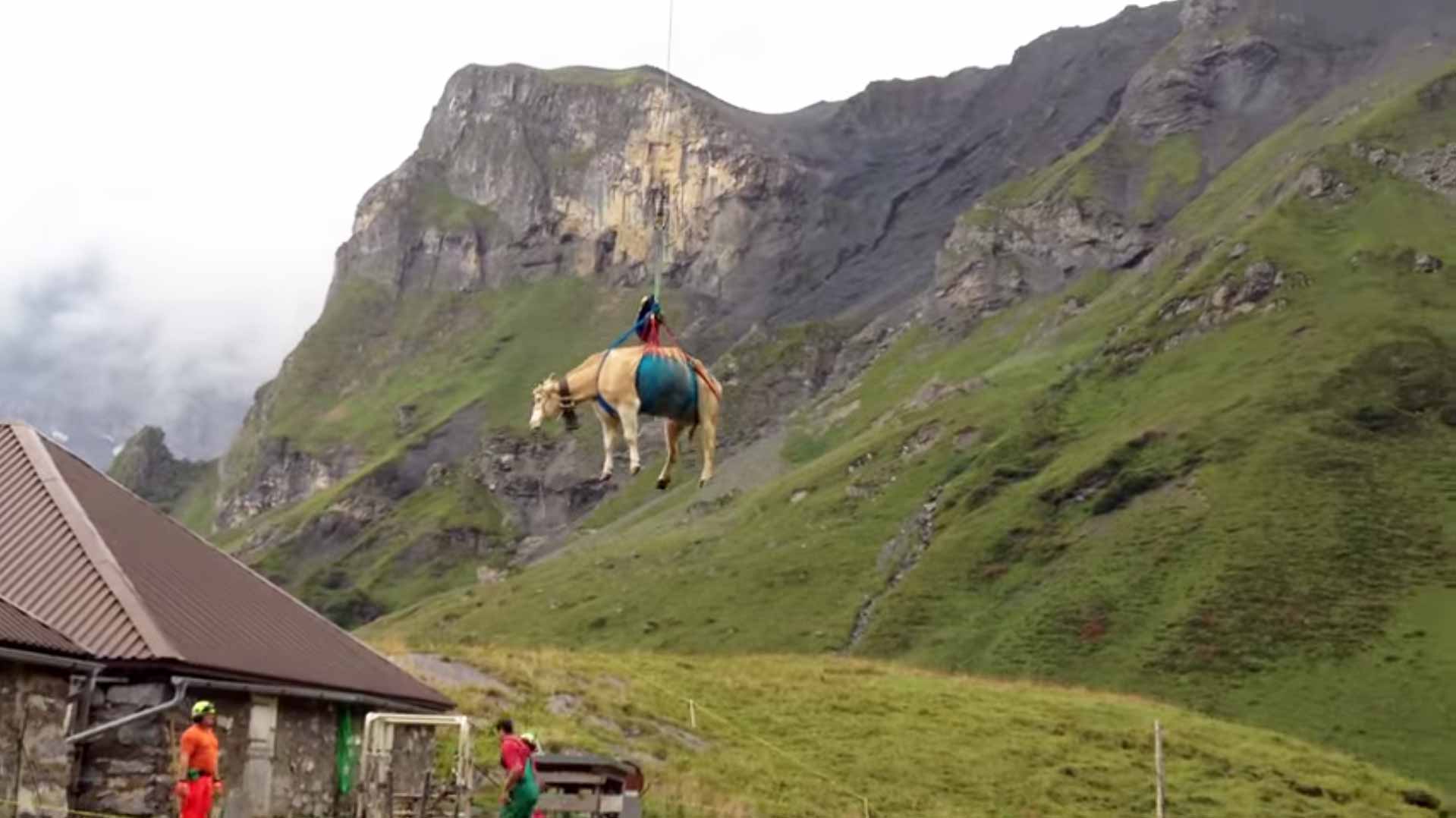 Helicopter And Hoof: The Swiss Response To Landslide Threatening Alpine Village Livestock Helicopter And Hoof: The Swiss Response To Landslide Threatening Alpine Village Livestock