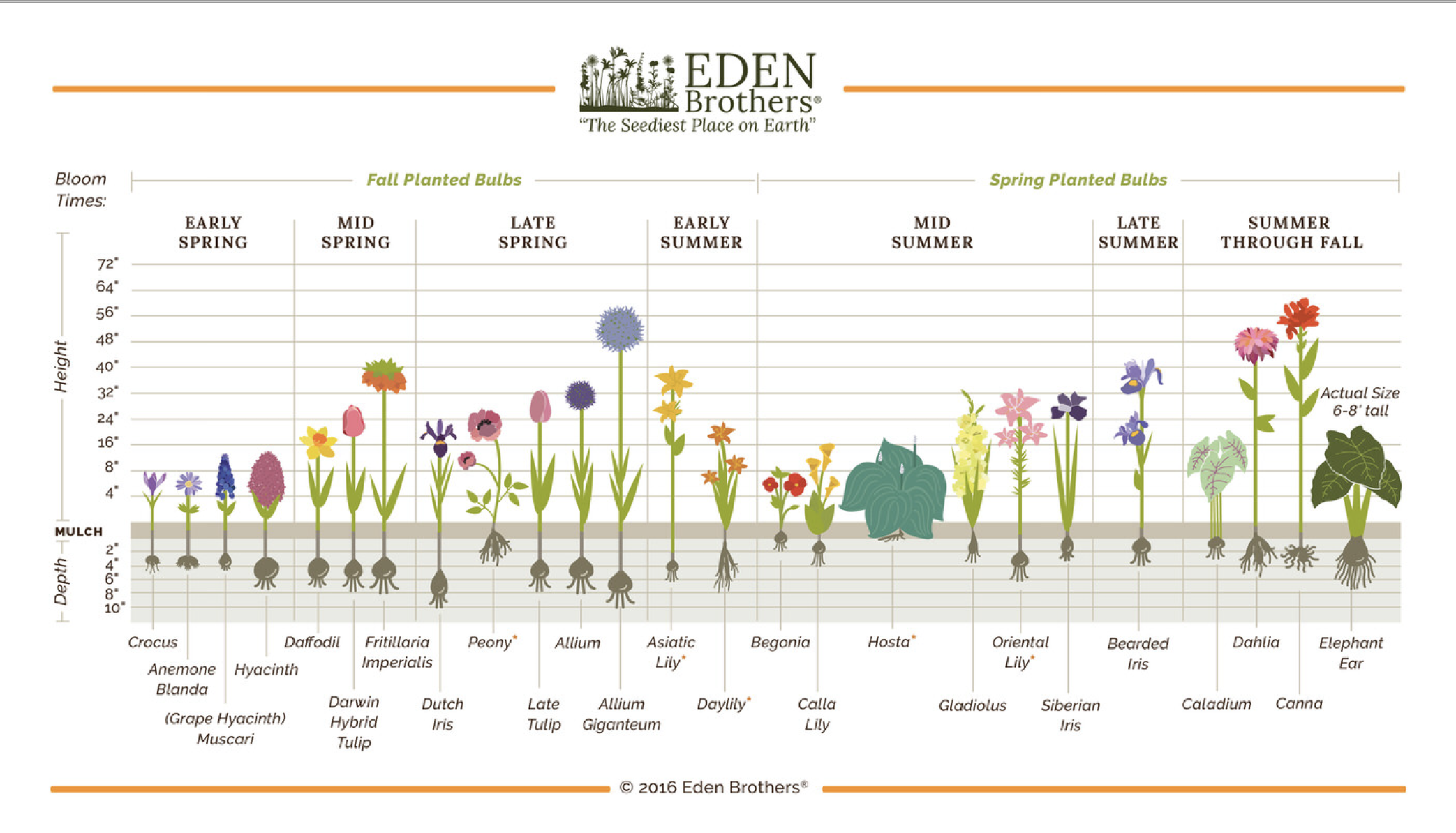 Hyacinth Bulb Planting: Timing For Perfect Spring Blooms Hyacinth Bulb Planting: Timing For Perfect Spring Blooms