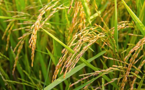 Indonesia To Export Rare Rice Varieties: A Boost For Diplomacy And Trade Indonesia To Export Rare Rice Varieties: A Boost For Diplomacy And Trade