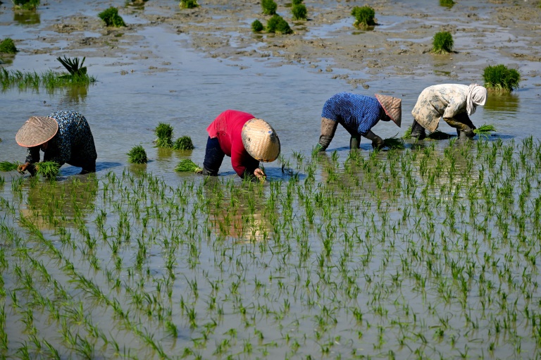 Indonesia Weighs Rare Rice Exports To Strengthen International Relations Indonesia Weighs Rare Rice Exports To Strengthen International Relations