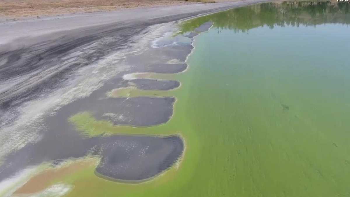 Investigating The Impact Of Toxic Algae Blooms On California's Coast Investigating The Impact Of Toxic Algae Blooms On California's Coast