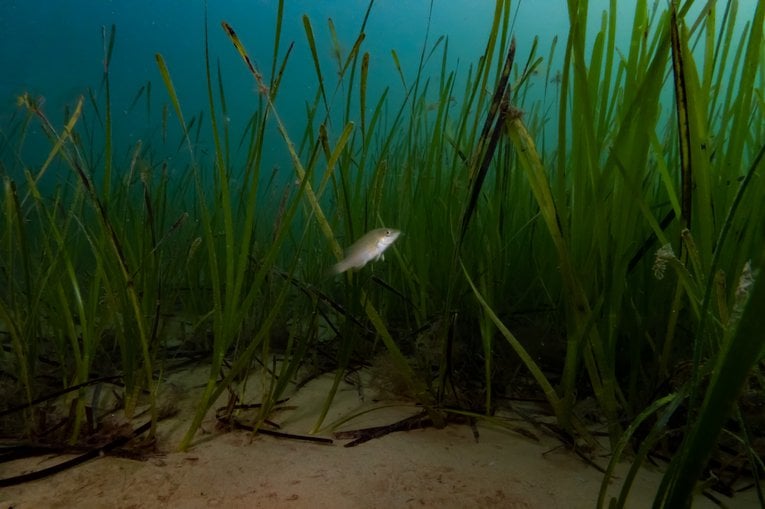 Investing In Scotland's Future: Large-Scale Seagrass Planting Investing In Scotland's Future: Large-Scale Seagrass Planting