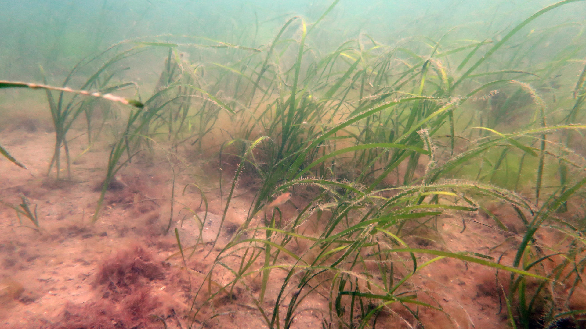 Investing In Scotland's Future: Seagrass Planting And Coastal Restoration Investing In Scotland's Future: Seagrass Planting And Coastal Restoration