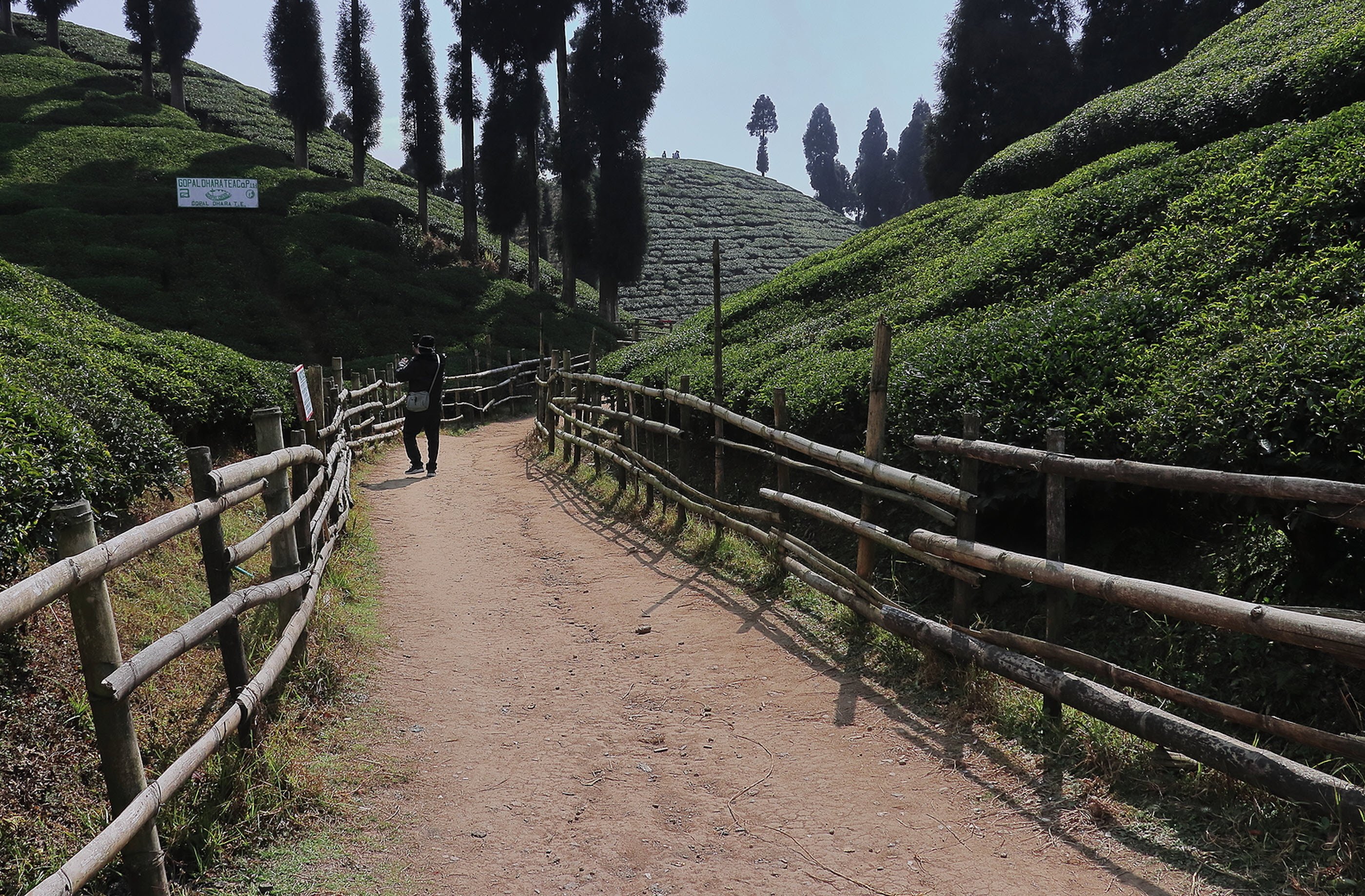 Is Darjeeling Tea's Future At Risk? Examining Production Challenges Is Darjeeling Tea's Future At Risk? Examining Production Challenges