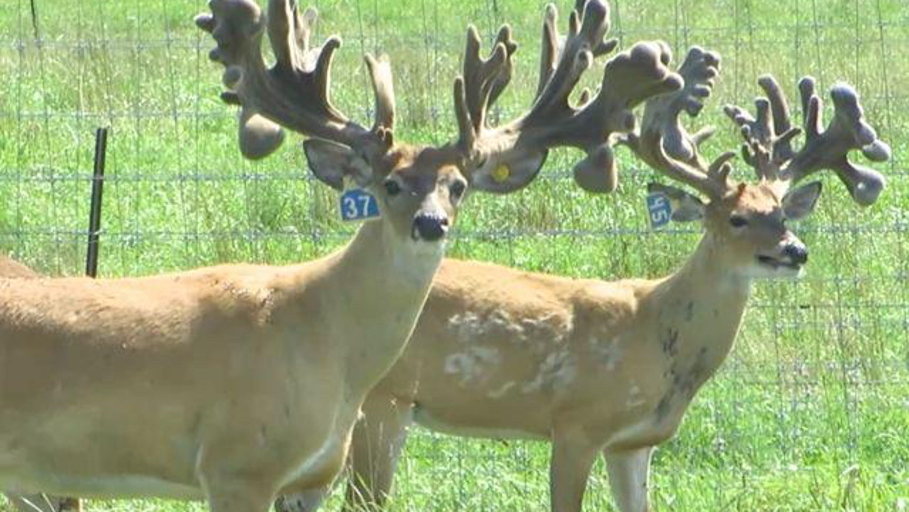 Jackson Hole Elk Feedground: CWD Positive Jackson Hole Elk Feedground: CWD Positive