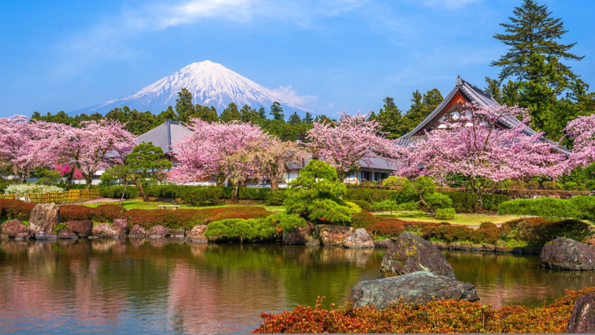 Japan's Cherry Blossom Season: Your Springwatch Itinerary Japan's Cherry Blossom Season: Your Springwatch Itinerary