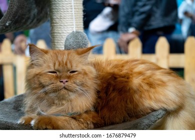 Kashmir Cat Owners On Edge After Viral Online Posts
