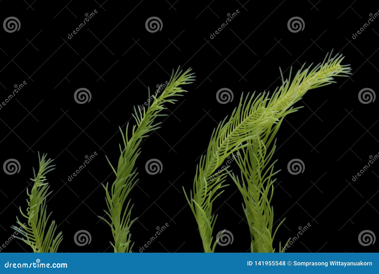 Killer Seaweed: Extermination Of Australian Marine Life Killer Seaweed: Extermination Of Australian Marine Life