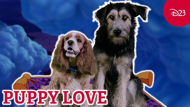 Lady And The Tramp: Cubs Fans Recreate Iconic Scene With A Hot Dog Lady And The Tramp: Cubs Fans Recreate Iconic Scene With A Hot Dog