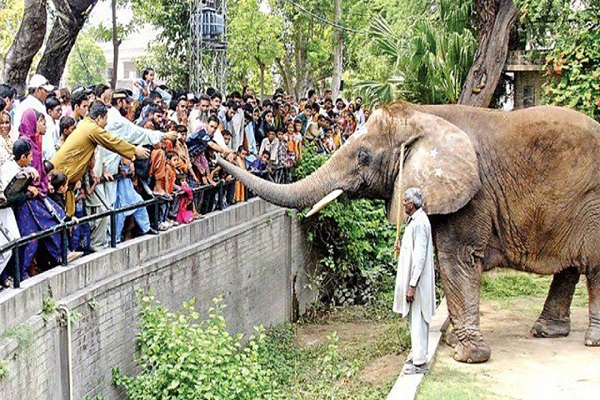 Lahore Zoo Ticket Price Hike: Clarification From Marriyum Aurangzeb Lahore Zoo Ticket Price Hike: Clarification From Marriyum Aurangzeb