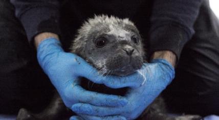 Last Seals Released As Pieterburen Rescue Center Closes Its Doors Last Seals Released As Pieterburen Rescue Center Closes Its Doors