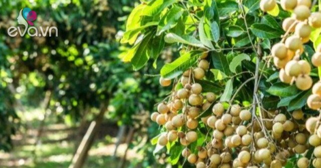 Loại Quả Xưa Nay Thành Đặc Sản 60.000đ/kg: Hương Vị Đặc Biệt Dân Thành Phố Mê Mẩn Loại Quả Xưa Nay Thành Đặc Sản 60.000đ/kg: Hương Vị Đặc Biệt Dân Thành Phố Mê Mẩn