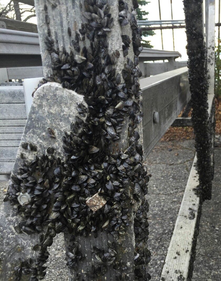 Local Casper Resident Battles Thousands Of Zebra Mussels On New Boat Lift Local Casper Resident Battles Thousands Of Zebra Mussels On New Boat Lift