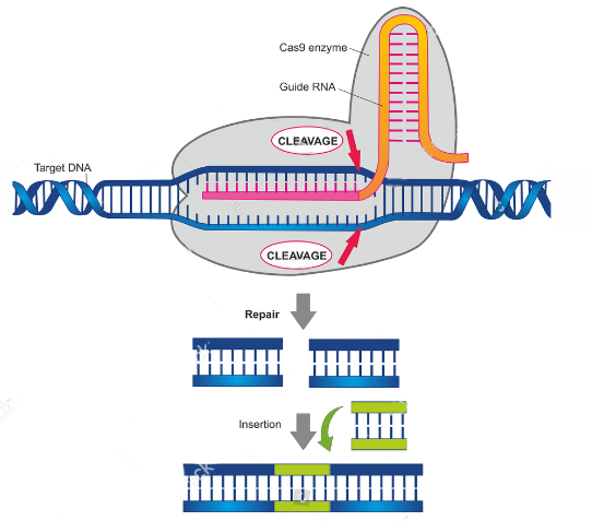 New CRISPR Modification: More Accurate And Effective Gene Editing New CRISPR Modification: More Accurate And Effective Gene Editing
