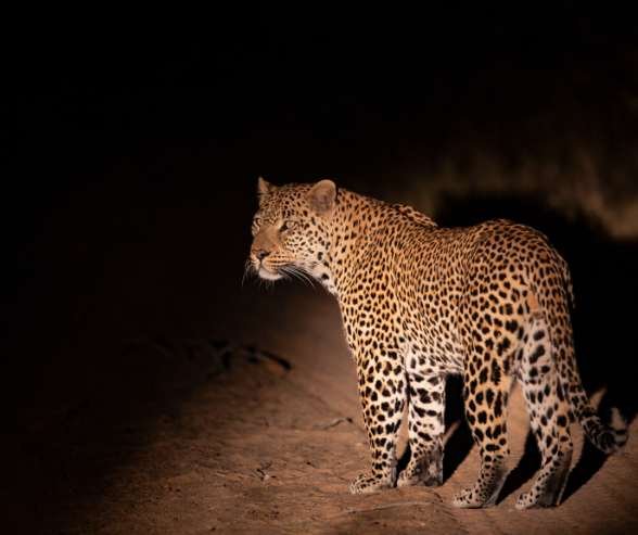 Night Hunter: Strategies And Techniques For Nighttime Wildlife Observation Night Hunter: Strategies And Techniques For Nighttime Wildlife Observation