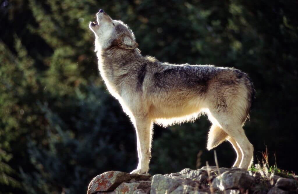 North State Wolf Population: Challenges And Concerns North State Wolf Population: Challenges And Concerns