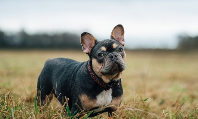 Omni's Plant-Based Dog Food Secures Dragon's Den Funding Omni's Plant-Based Dog Food Secures Dragon's Den Funding