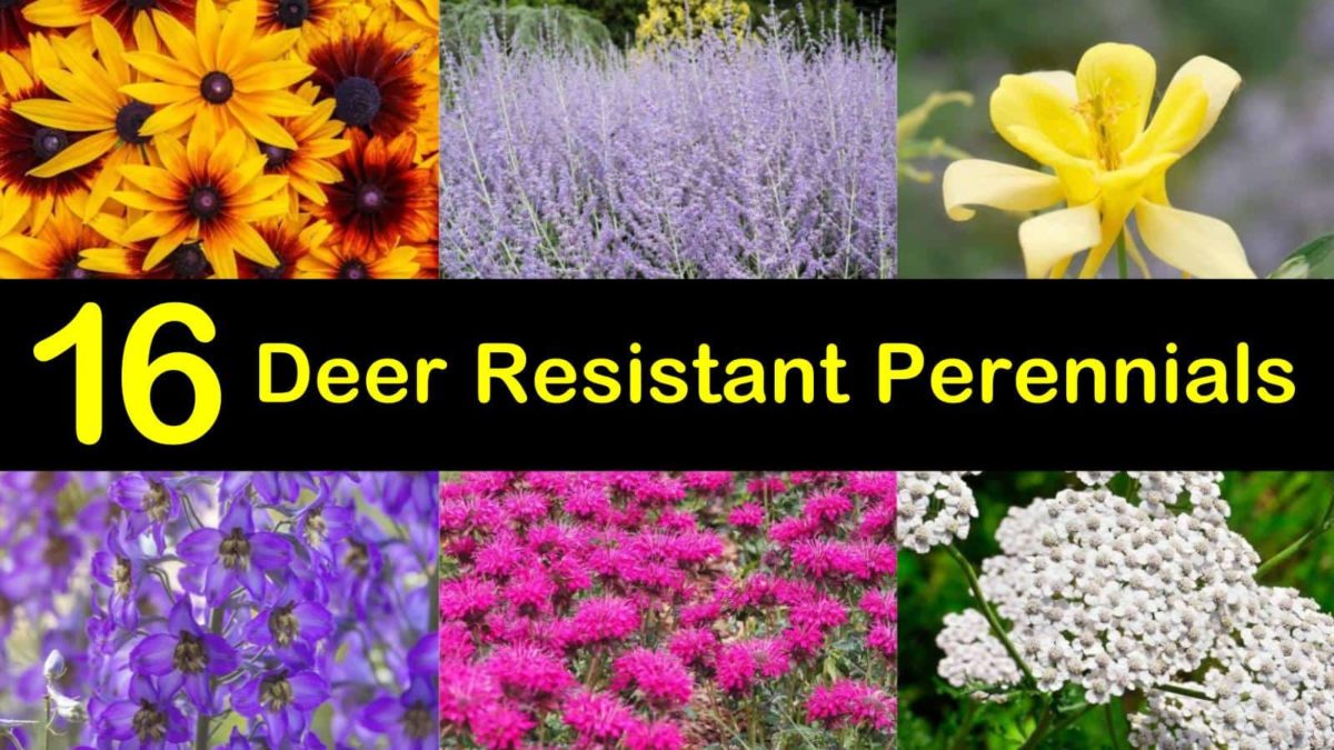 Perennials Or Annuals: Making The Best Choice For Your Flowerbeds Perennials Or Annuals: Making The Best Choice For Your Flowerbeds