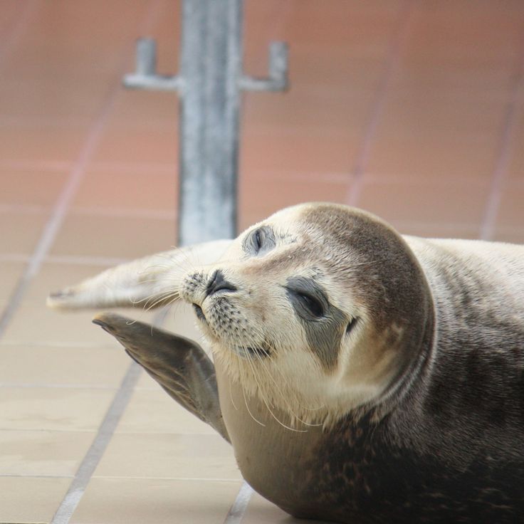 Pieterburen Seal Rescue Center: A Legacy Of 50 Years Concludes Pieterburen Seal Rescue Center: A Legacy Of 50 Years Concludes