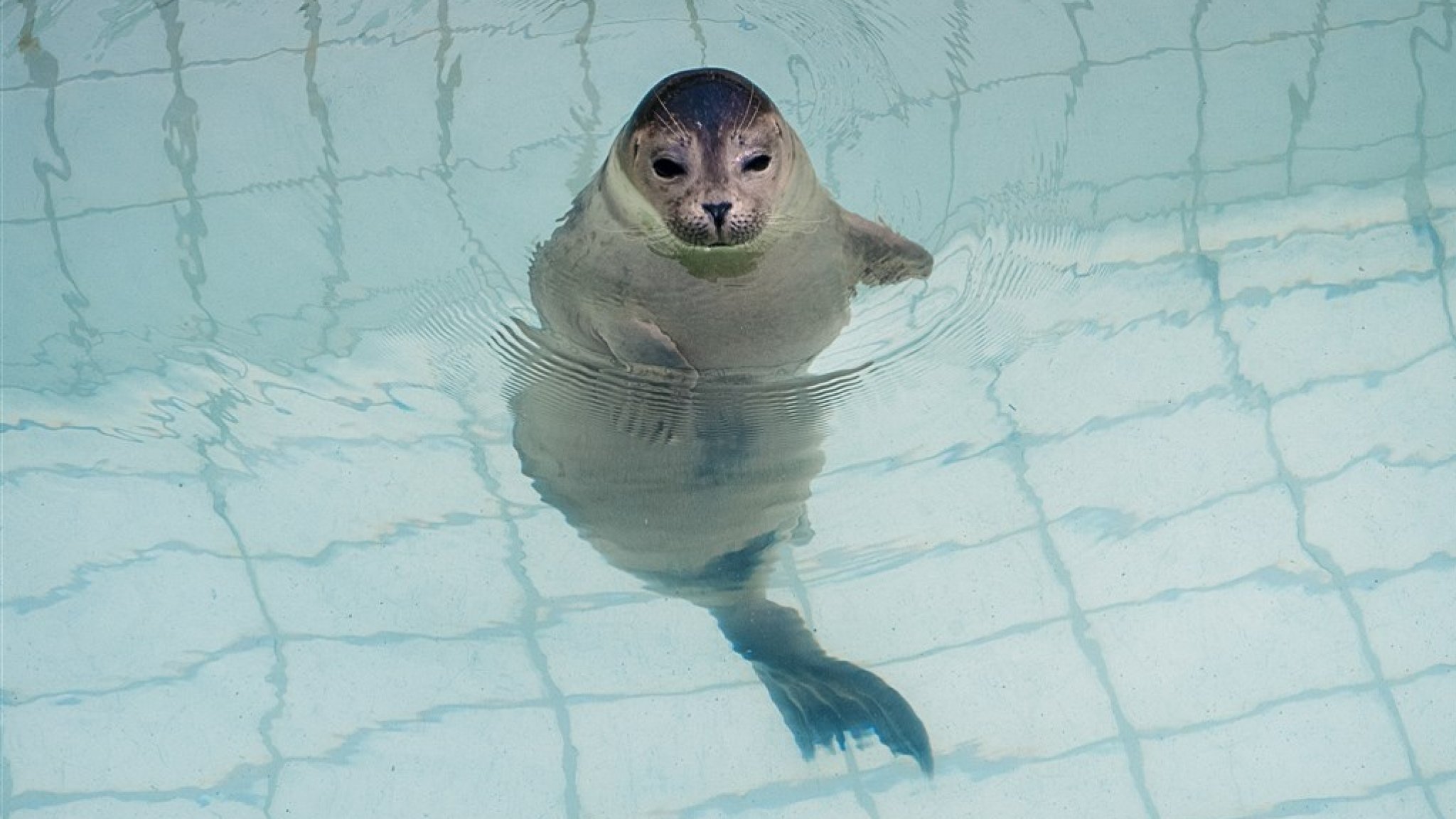Pieterburen Seal Rescue Center Closes After 50 Years: Final Seals Released Pieterburen Seal Rescue Center Closes After 50 Years: Final Seals Released