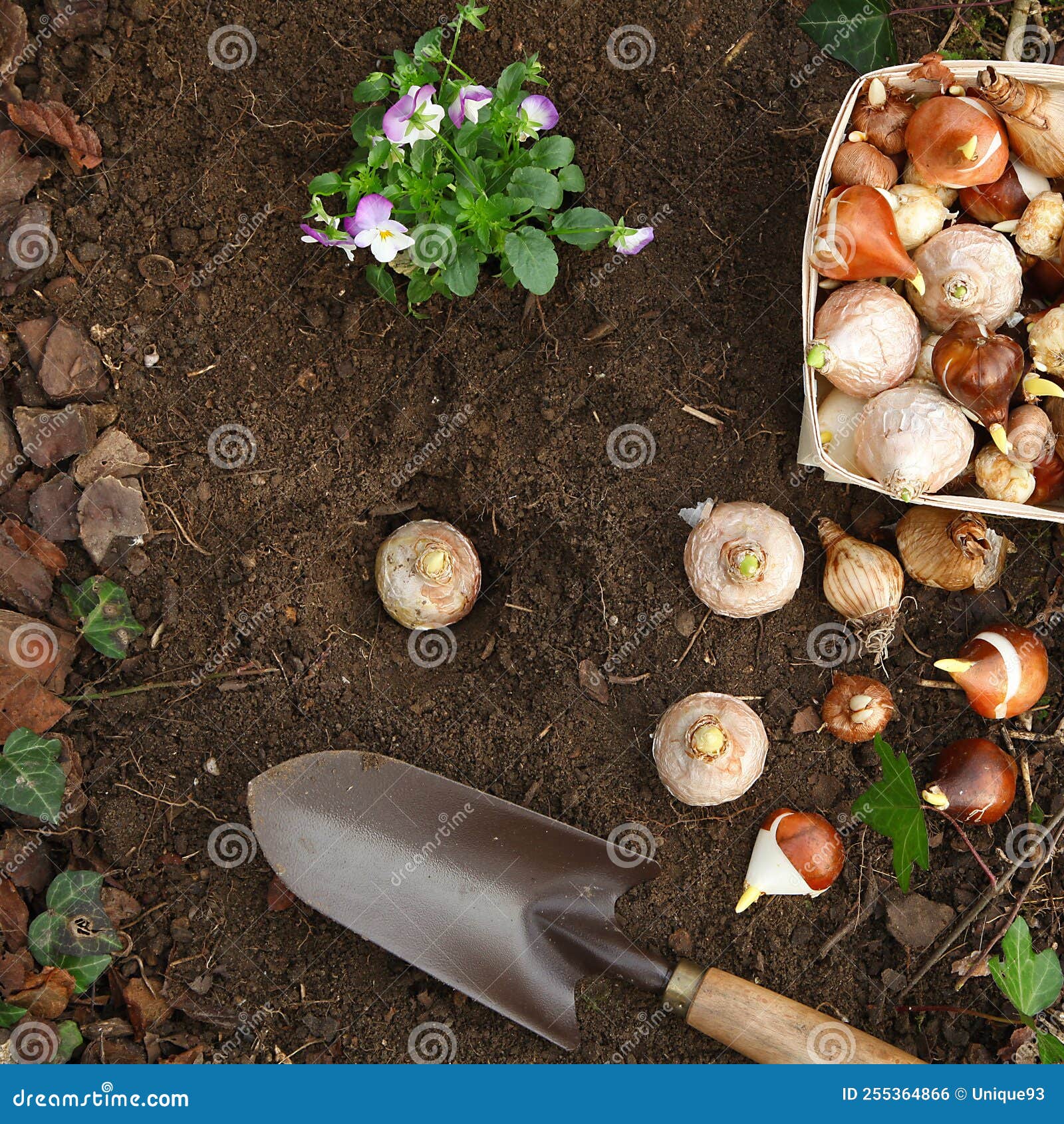 Planting Hyacinth Bulbs: Your Guide To A Vibrant Spring Display Planting Hyacinth Bulbs: Your Guide To A Vibrant Spring Display