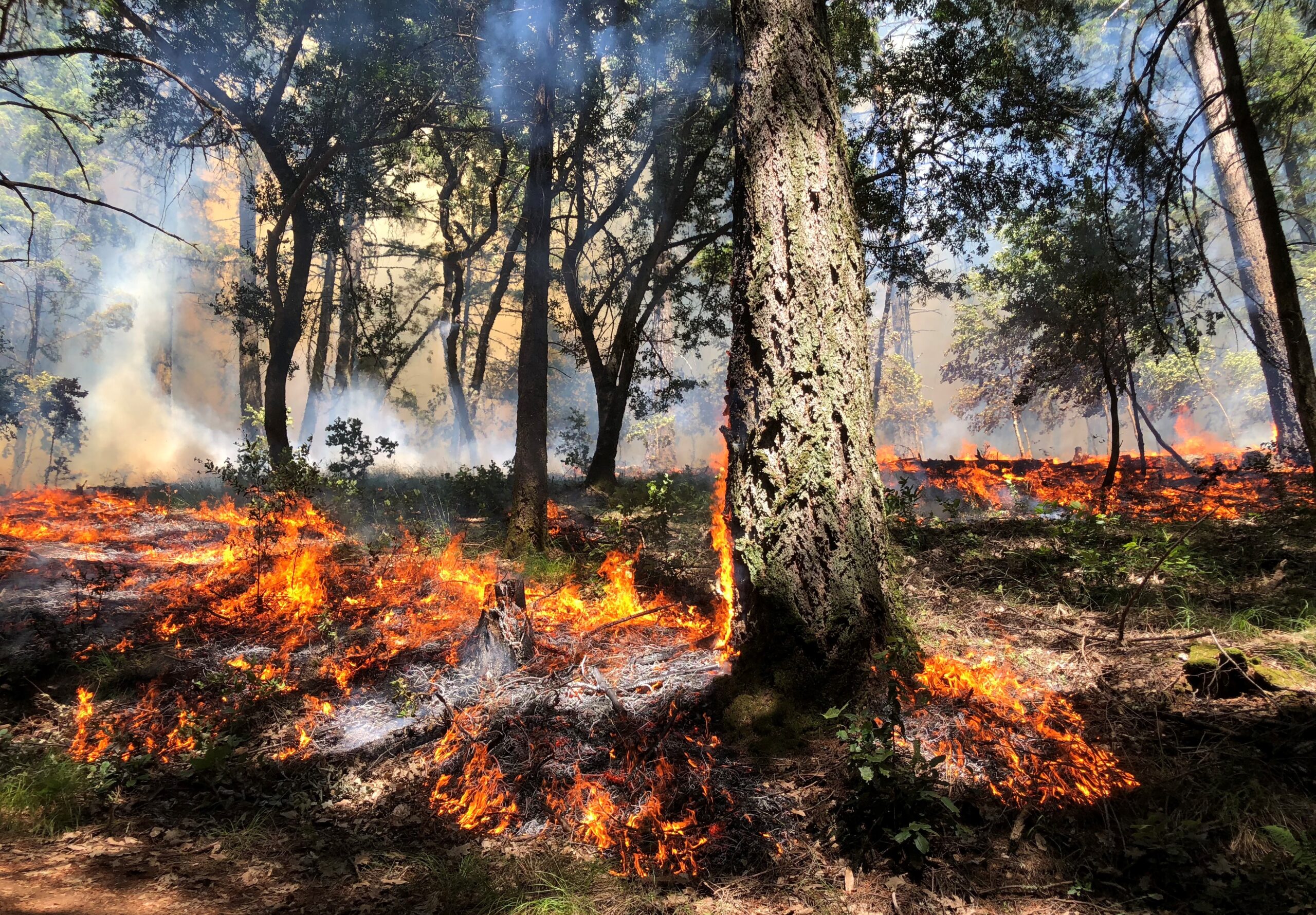 Post-Fire Recovery: Rogart Veterinary Services Now In Tain Post-Fire Recovery: Rogart Veterinary Services Now In Tain