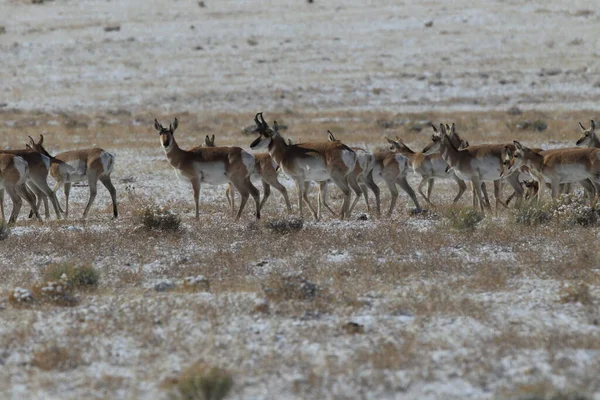 Post-Winter Pronghorn Survival: A New Documentary From The University Of Wyoming Post-Winter Pronghorn Survival: A New Documentary From The University Of Wyoming