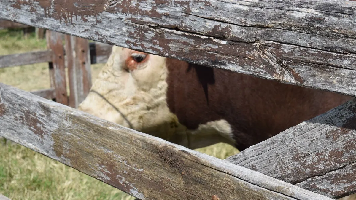 Presidente De Uruguay Regala Tres Toros A Xi Jinping: Viaje A China Presidente De Uruguay Regala Tres Toros A Xi Jinping: Viaje A China