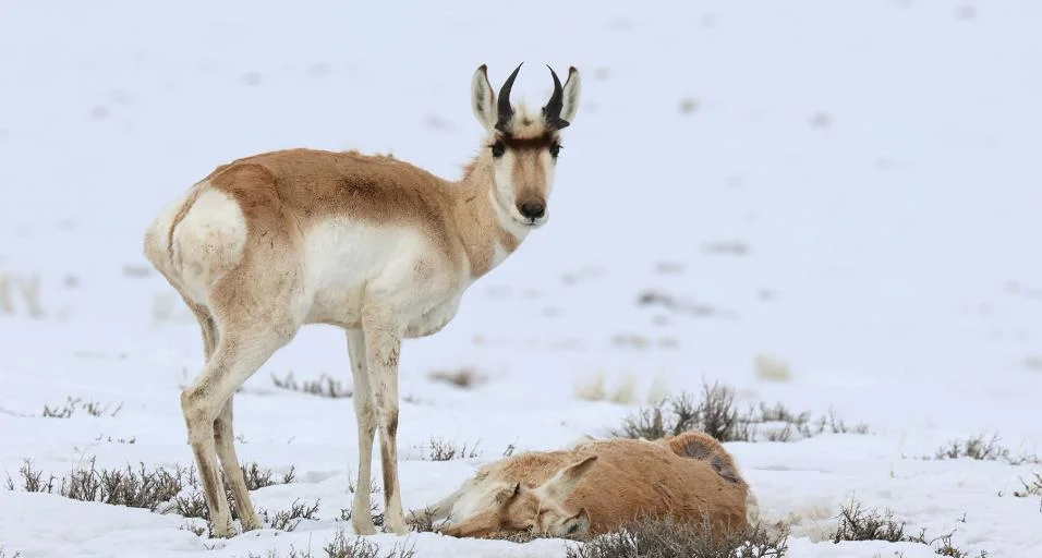 Pronghorn Recovery: A New Documentary On Post-Winter Survival Efforts Pronghorn Recovery: A New Documentary On Post-Winter Survival Efforts