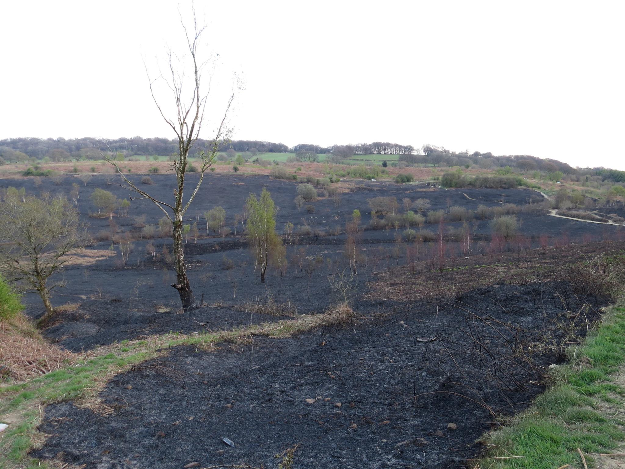 Protecting UK's Rarest Wildlife From Devastating Wildfires Protecting UK's Rarest Wildlife From Devastating Wildfires