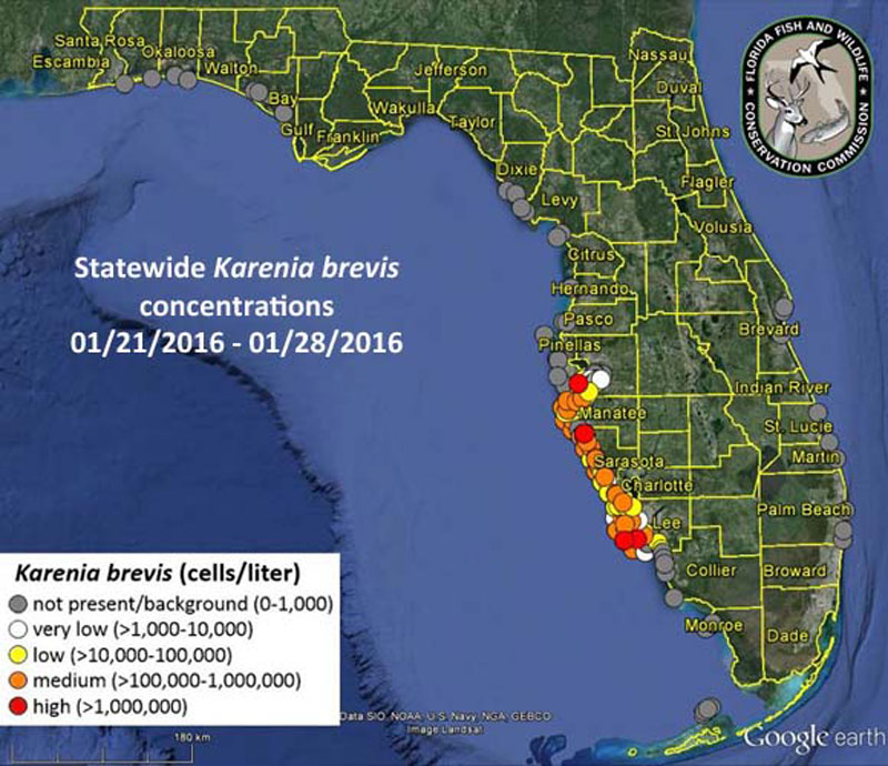Red Tide Outbreak: Cape Cod Issues Emergency Warning