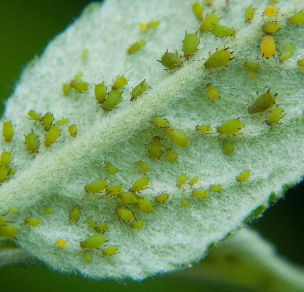 Reduced Apple Harvest: Rosy Apple Aphid Impact And Expected Yield Losses (10-30%) Reduced Apple Harvest: Rosy Apple Aphid Impact And Expected Yield Losses (10-30%)