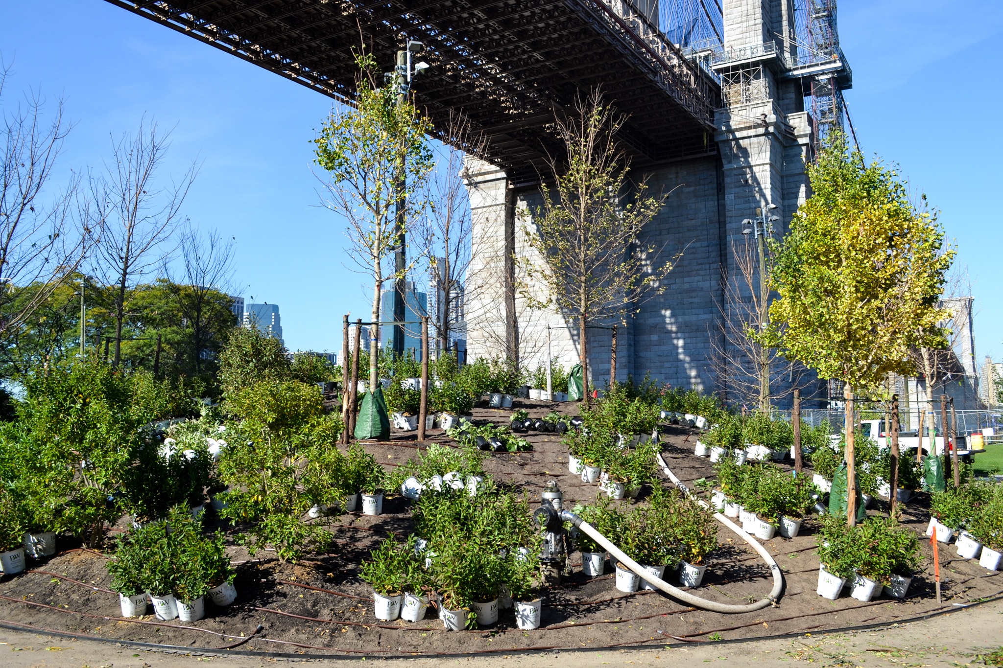 Remembering Emily Warren Roebling: Unsung Heroine Of The Brooklyn Bridge Remembering Emily Warren Roebling: Unsung Heroine Of The Brooklyn Bridge