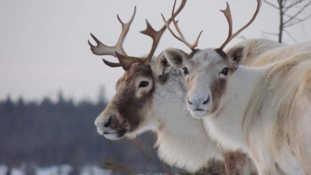 Remote Lodge Raided, Illegal Caribou Hunting Suspected: RCMP Investigation Remote Lodge Raided, Illegal Caribou Hunting Suspected: RCMP Investigation