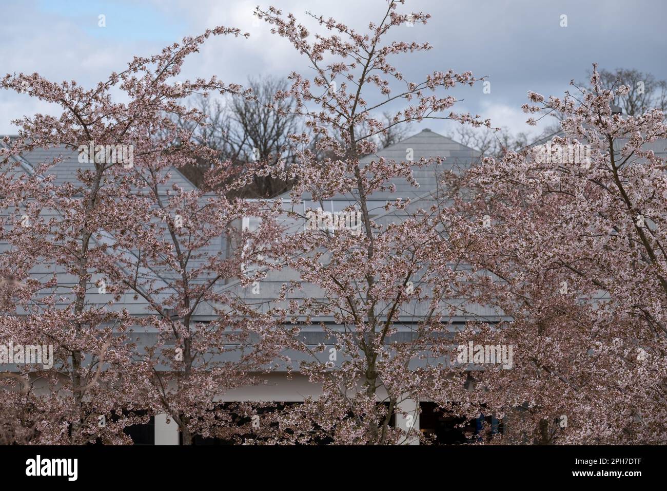 RHS Wisley's Stunning Cherry Blossom Display: A Spectacular Year