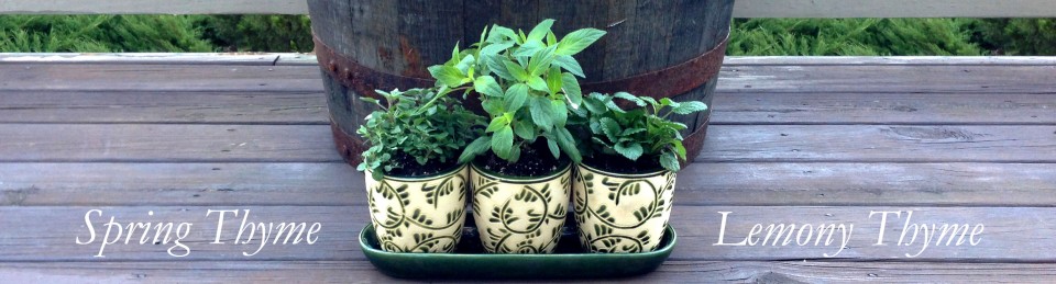 Rosemary & Thyme: Growing, Harvesting, And Using These Aromatic Herbs Rosemary & Thyme: Growing, Harvesting, And Using These Aromatic Herbs