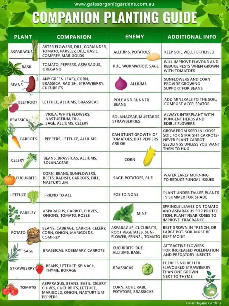 Rosemary & Thyme In The Garden: Companion Planting And Pest Control Rosemary & Thyme In The Garden: Companion Planting And Pest Control