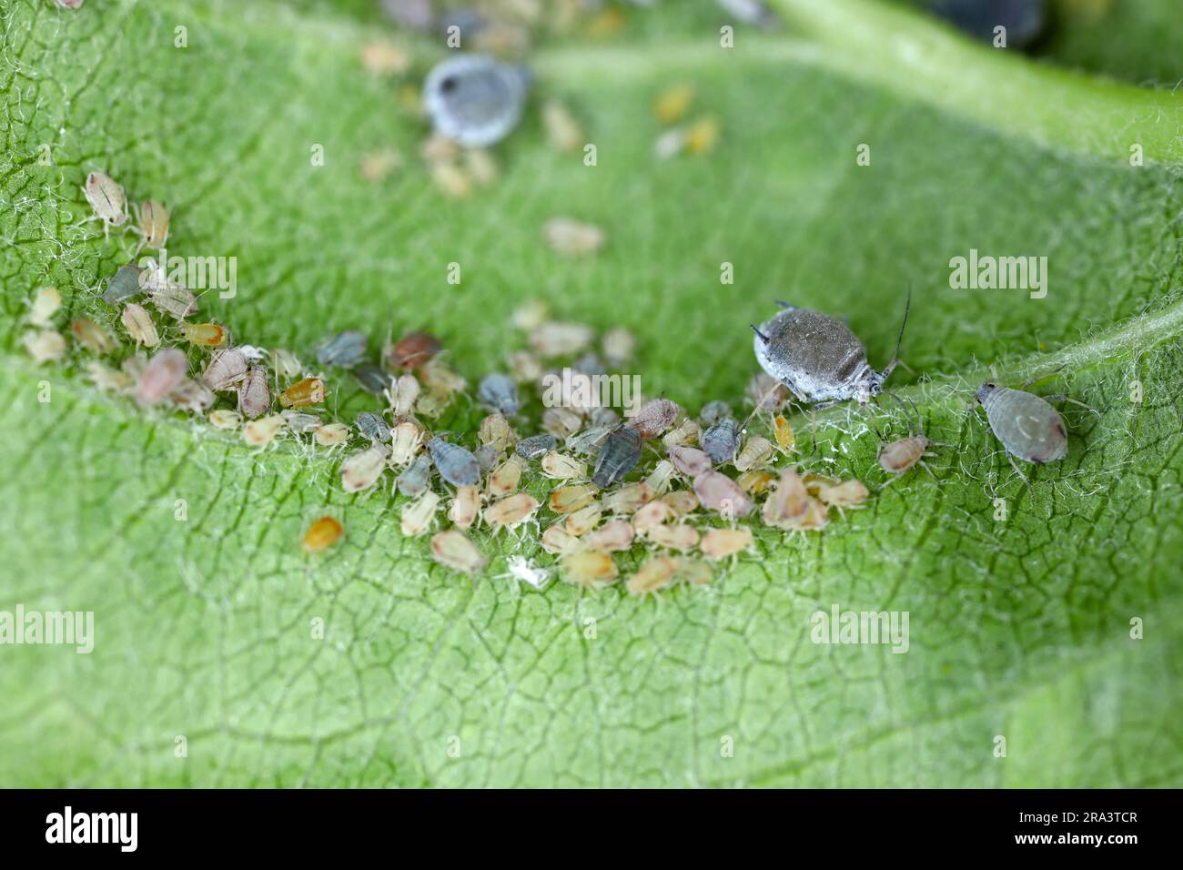 Rosy Apple Aphid Infestation: Significant Impact On Apple Production And Harvest Rosy Apple Aphid Infestation: Significant Impact On Apple Production And Harvest