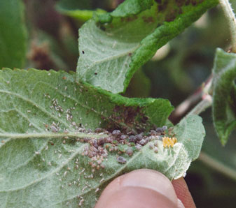 Rosy Apple Aphid Threatens Apple Harvest: 10-30% Reduction Predicted Rosy Apple Aphid Threatens Apple Harvest: 10-30% Reduction Predicted