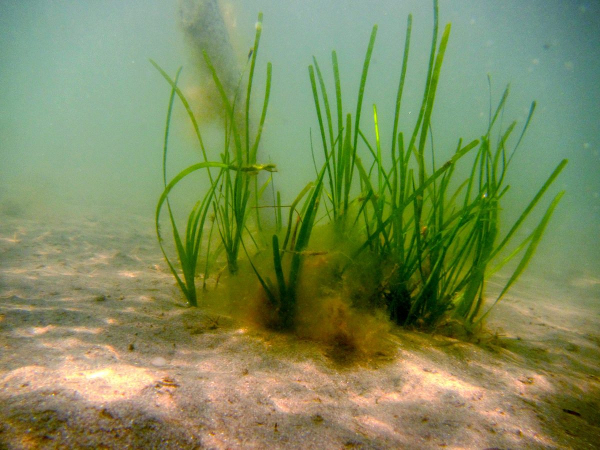 Scotland's Coastal Revival: Investing In Seagrass Restoration Projects Scotland's Coastal Revival: Investing In Seagrass Restoration Projects