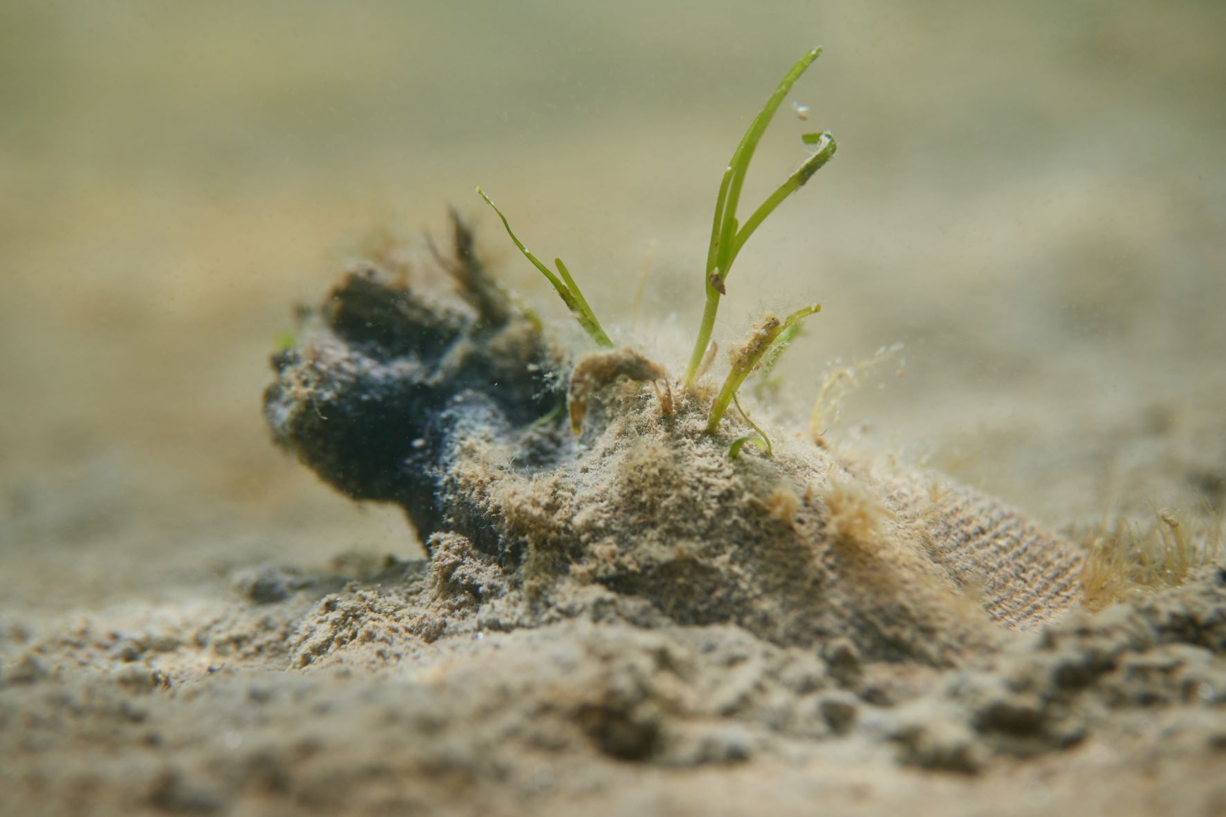Scottish Seagrass Restoration: A Bid To Revitalize Coastal Habitats Scottish Seagrass Restoration: A Bid To Revitalize Coastal Habitats