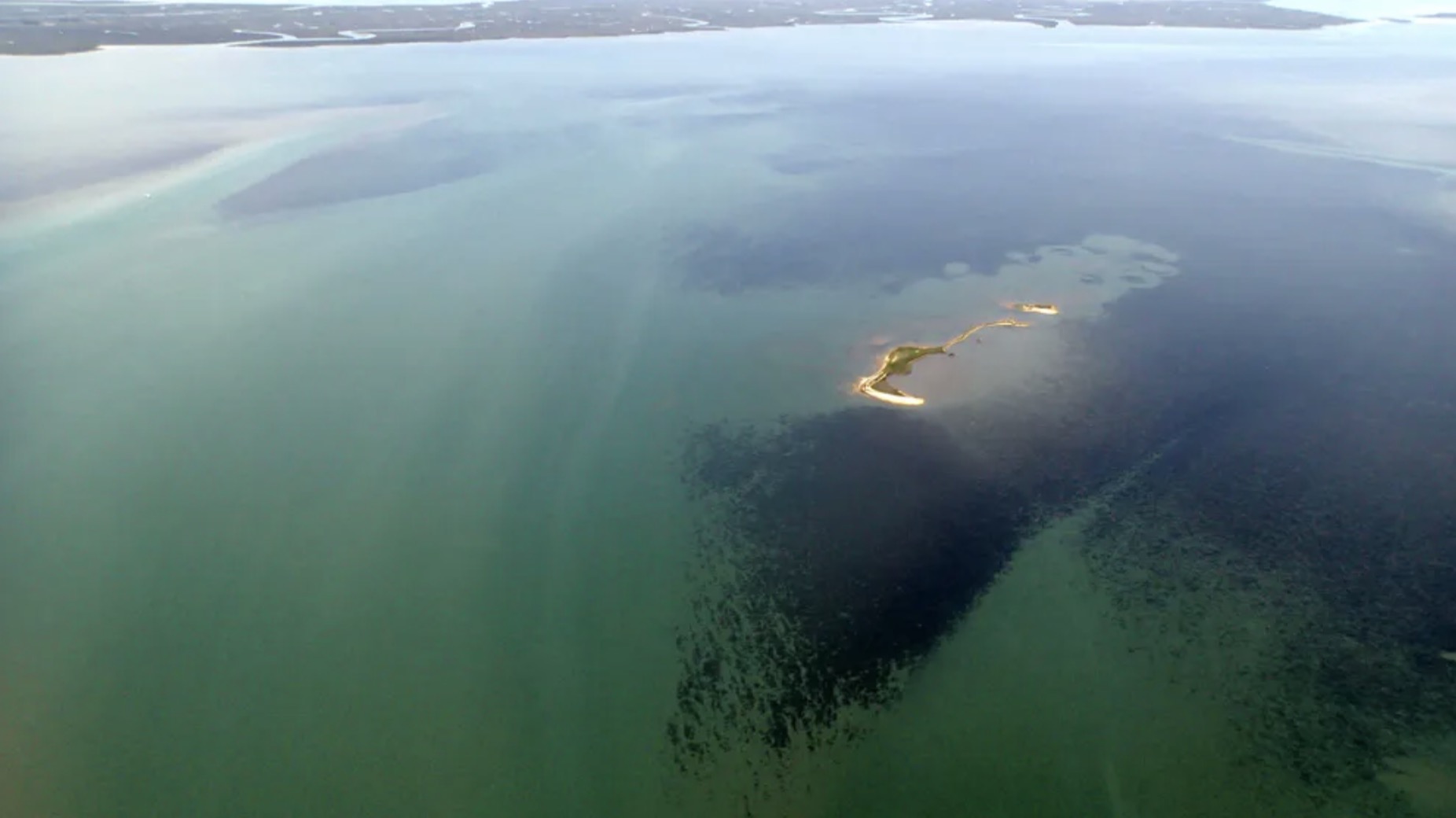 Seagrass Planting: A Key To Coastal Restoration In Scotland Seagrass Planting: A Key To Coastal Restoration In Scotland