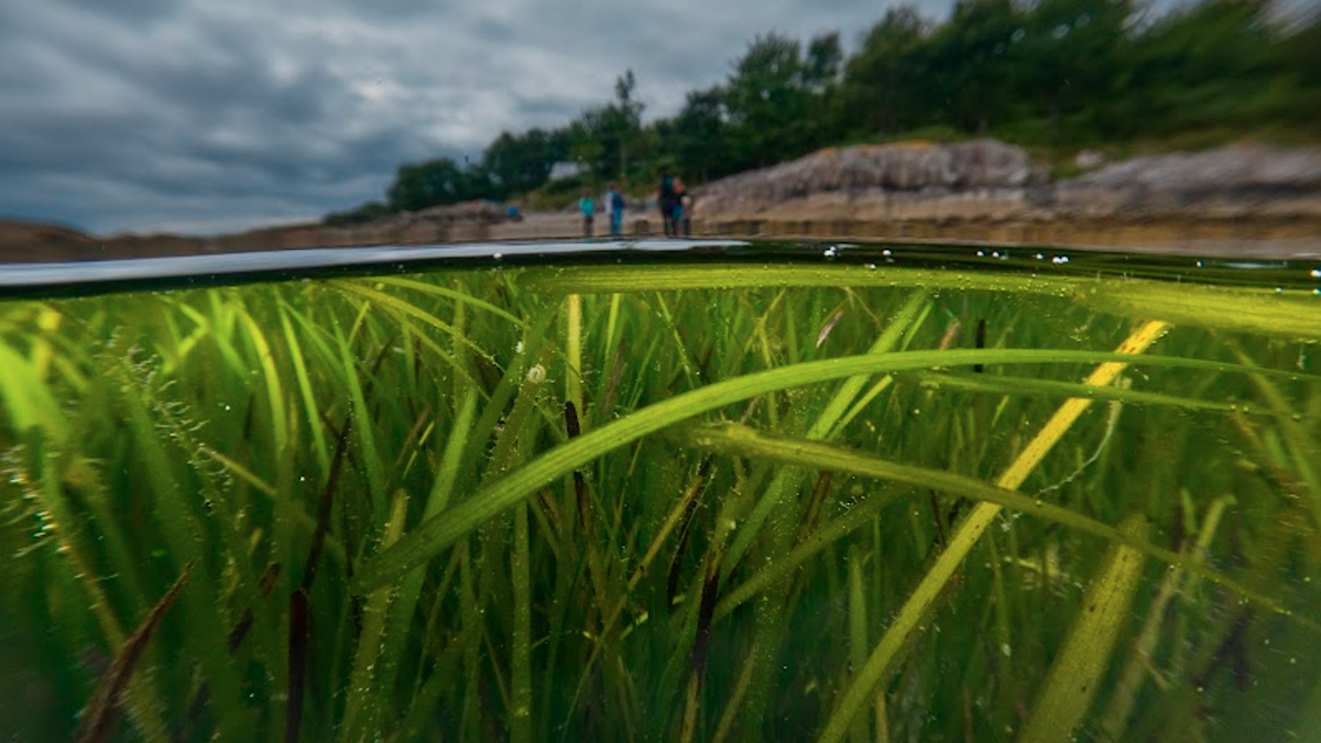 Seagrass Planting Projects: Restoring Scotland's Coastline Seagrass Planting Projects: Restoring Scotland's Coastline