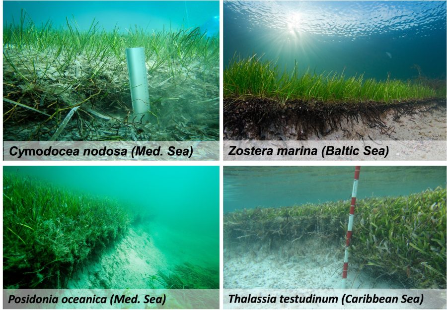 Seagrass Restoration: A Bid To Revitalize Scotland's Coastal Ecosystems Seagrass Restoration: A Bid To Revitalize Scotland's Coastal Ecosystems